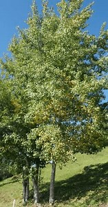 Populus Tremula European Aspen Popular Tree Stock Footage Video (100% Royalty-free) 3922213221 | Shutterstock