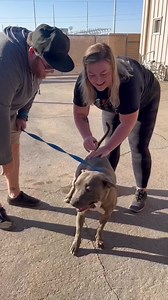 24 reactions | In honor of the last day of #pitbullawarenessmonth ❤️ Shelters and rescues are FULL! Visit you local shelter or rescue and meet some of the wonderful animals in need of homes! ❤️ Please consider adopting, fostering, volunteering, or simply sharing to help homeless animals near you.  Browse available pets at PCACC by visiting 24petconnect.com and entering zip code 85194.  | Pinal County Animal Care and Control | Facebook