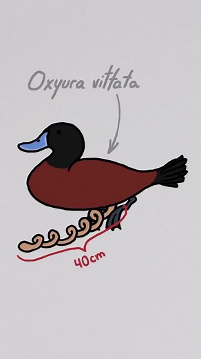 This #duck penis is screwed up #animals #learnontiktok #tiktokpartner
