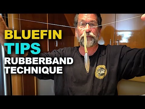 Rubberband Technique (Live bait Rig) for Bluefin Tuna