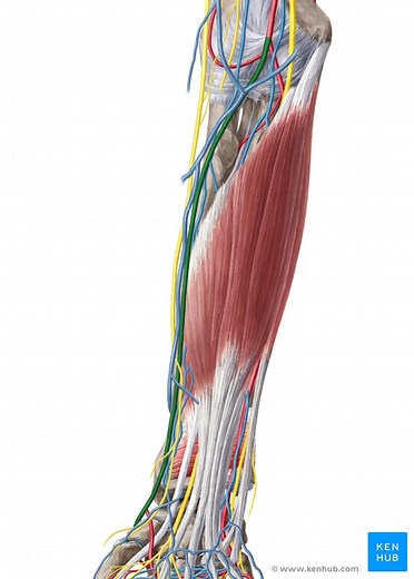 Radial artery