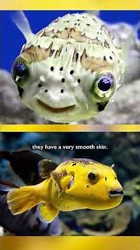 Life - Puffer Fish