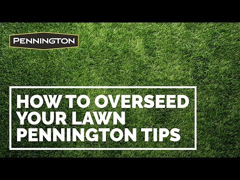 How to Overseed your Lawn - Tips from Pennington for Seeding