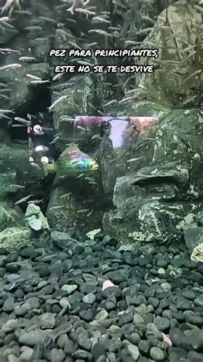 #acuario #peces #tech #inmortal #funny | aquarium