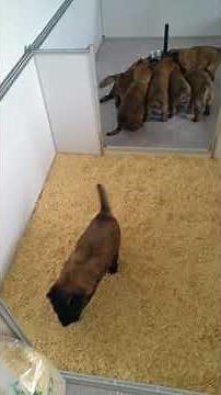 Chiot malinois : Apprentissage propreté malinois chiot - berger malinois et tervueren