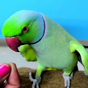233K views · 10K reactions | Conversation with my parrot, world best Birds 列 parrot talking everything #birdtame #tamebird #tame #parrot #ringneckparrot #parrotvideo #parrottalking #talkingparrot #indianringneckparrot #parrotvoice #parrottame #dancingparrot #BIRD24 #birdloversdaily #birdlovers #parrotconversation | BIRD 24 | Facebook