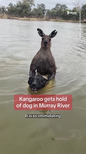 A kangaroo has taken hold of a dog in the Murray River, restraining him in the water and forcing his owner to step in. #Mildura #Kangaroovsdog #7NEWS