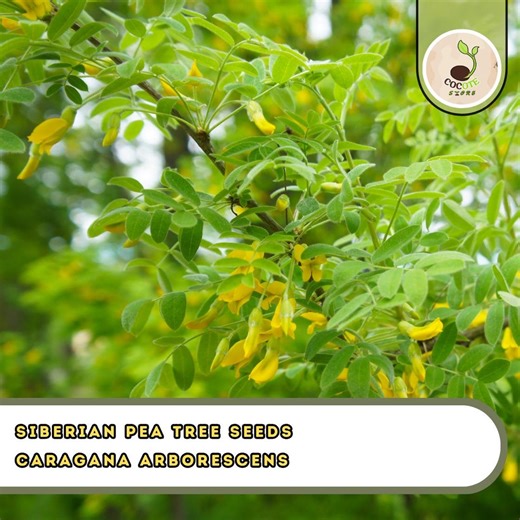 Siberian Pea Tree Seeds – Caragana Arborescens Hardy Hedge Shrub - Etsy