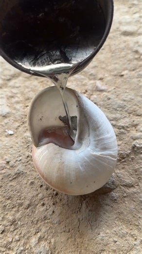 Extreme Heat Art: Snail Shell Planter from Molten Meta #shorts #viralvideo #restoration #reels