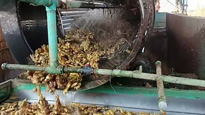 64K views · 357 reactions | GINGER WATER WASHING CLEANING MACHINE. | Agriculture India | Facebook