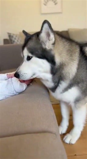 "When the Baby Arrived, the Husky Didn’t Hesitate 🐶👶" #dog #animals #funny #dogs #cute #viral