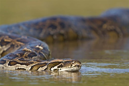 Scientists discover the largest anaconda ever found in the Amazon during filming of Will Smith’s show - Futura-Sciences