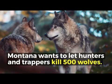 Protecting Montana Wolves