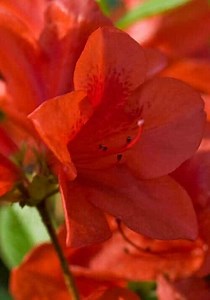 Autumn Bravo Encore Azalea | Shop Online