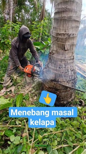 #viral cutting down a coconut tree is like cutting down a banana tree
