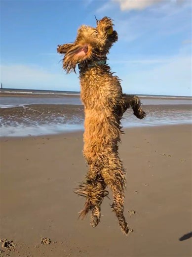 I think I deserve a gold medal for that catch! 🐾🏅 Do you think the Olympic scouts are watching, or should I jump even higher next time? 🏖️🎾 #fyp #viral #dog #cockapoo #dogtok