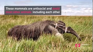 Why the anteater is the most at-risk mammal in South America. | Beautiful News