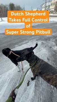 Dutch Shepherd Commands Pitbull #dutchshepherdtraining #pitbull #leashpulling #workingdog #dogshorts