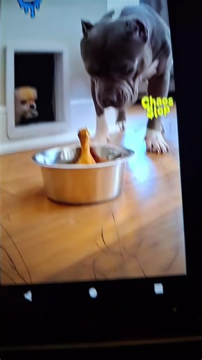 therussell_intheamozonbox gogo (@russell.intheamazonbox)’s videos with original sound - therussell_intheamozonbox gogo