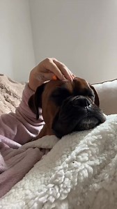26K views · 1.3K reactions | Who doesn’t love a head tickle  | Trunks the Boxer | Facebook