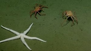 70 reactions · 4 comments | Tanner crabs observed feasting at a...