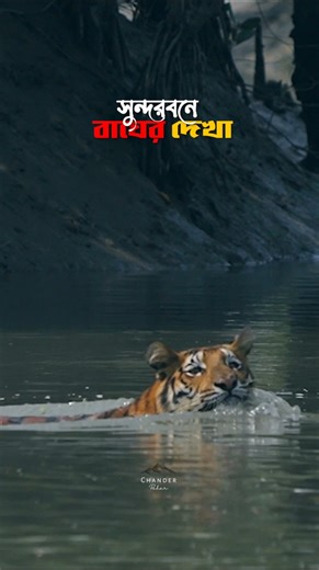 সুন্দরবনে বাঘ দেখলাম! 😱 Royal Bengal Tiger Spotted in Sundarban
