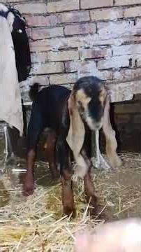 One-Day-Old Baby Goats Drinking Milk 🍼🐐 #goat #village #animals
