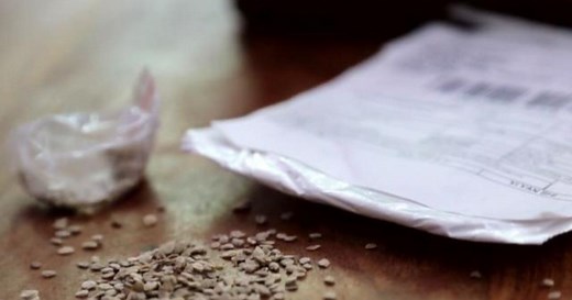 Suspicious seeds sent from China found in Americans' mailboxes