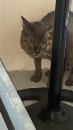 Pusa ko pag maka amoy ng hindi kanais nais😩🤣 #cat #shorts