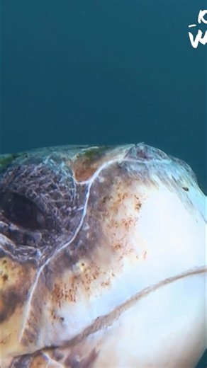 Loggerhead turtles are amazing navigators. How do they do it? They pick up on magnetic signals to determine their position. Humpback and sperm whales also have these magnetic superpowers, using a combination of solar and magnetic navigation. #SeaTurtles #LoggerheadTurtle #Navigation #MarineLife #HumpbackWhales #SpermWhales | Real Wild