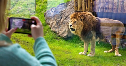 Inside new Lion enclosure at Belfast Zoo as it proves a roaring success