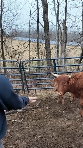 306K views · 13K reactions | We Got A Baby On The Farm  #cow #cattle #calfing #calf #farm #animals #farmlife #reels | Gold Shaw Farm | Facebook
