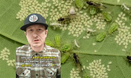 Horticultural Oil Isn’t a Silver Bullet — Here’s How to Use SuffOil-X / Monterey Without Wrecking Your Beneficials 🧴🌿 Horticultural oil is one of the most effective tools in IPM… but it’s also one of the easiest to misuse. Because here’s the truth: **it’s non-selective.** If it coats it, it can harm it — pests *and* beneficials. SuffOil-X / Monterey-style oils work mainly by **physical action**: they coat insects/eggs and disrupt respiration and moisture balance. That’s why they’re great again