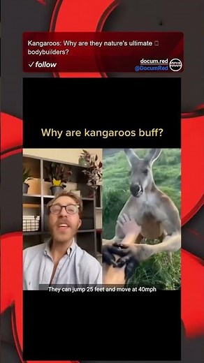 Kangaroos: Why are they nature's ultimate bodybuilders?