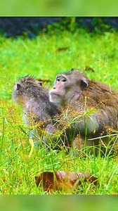 Monkey Magic on Reels