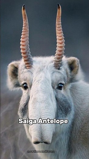 Saiga Antelope — The Alien-Nosed Antelope from Central Asia! #saigaantelope #animals