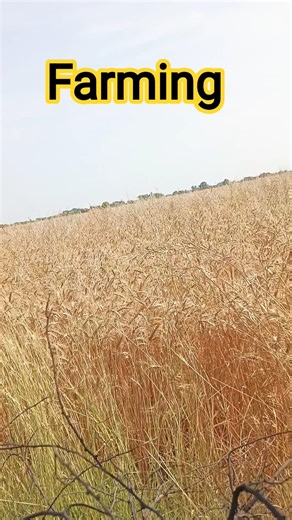 farming Kisan ki jaan🤑💰🌹 #angst #farmign #rollingmill #viral farming