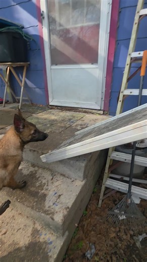 K9 Mims. K9 Sugar Free, I increased the incline. #dogtraining