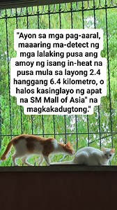 324K views · 1K reactions | Kapag ang isang babaeng pusa ay nasa...