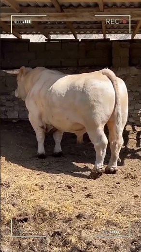 ⭕ CHAROLAIS CATTLE ✅ Biggest Bulls And Cow
