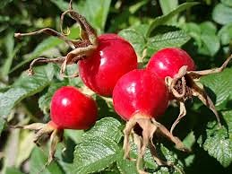 The Benefits of Rosehip Syrup | Ready Nutrition