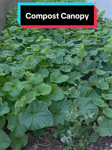 Allowing seeds to germinate in compost systems removes them from the system, it mitigates evaporation, regulates temperature, and provides a food source when you cull them. #compost #soil #sustainability #regenerativeagriculture #Biotechnology