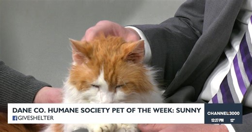 Pet-entially Yours: Meet Sunny from the Dane County Humane Society!