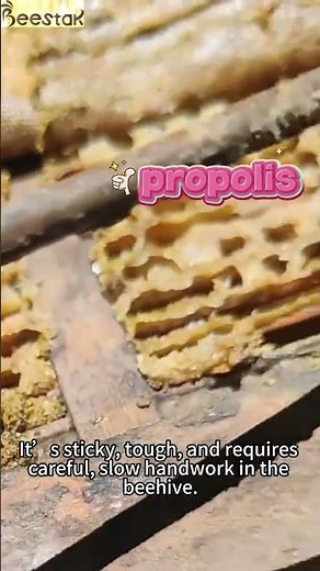 Do you know how propolis, which is known as the "purple gold", is extracted?