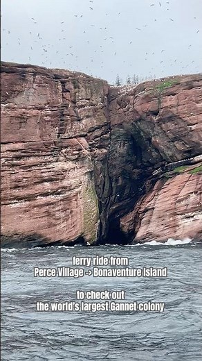 ferry ride from Perce Village to Bonaventure Island to check out the world’s largest Gennet colony
