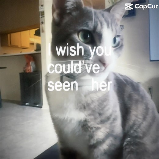 Clover!-Pretty Scene Girl! #songlyrics . Also vid of my cat she’s gonna be famous😭✌️