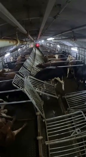 🐄 Cows Dangerously Tilts 🚢 Livestock Nearly Lost in Sea Storm