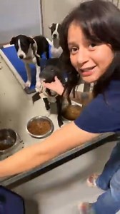 3.9K views · 100 reactions | Here's Bianca from our Dog Foster Team (on last week's Wednesday Night Walkthrough) singing the praises of 3 youngsters who were ready to find their forever homes. Since then, Oakley has found a home! 1 down - 2 to go! Vogue & Von Zipper want to be next! Come meet 'em! | Kern County Animal Services | Facebook