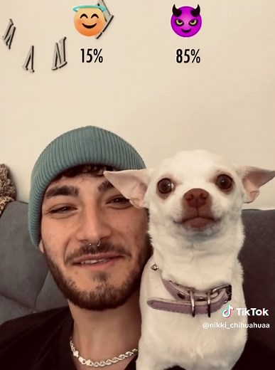 Niki Gets Mad at Louie, the Chihuahua! 😂