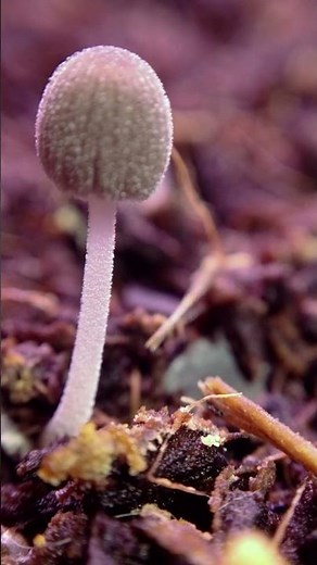 24 hour time lapse mushroom growth ￼